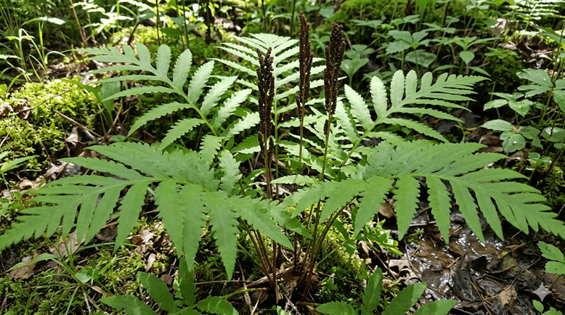 Sensitive Fern